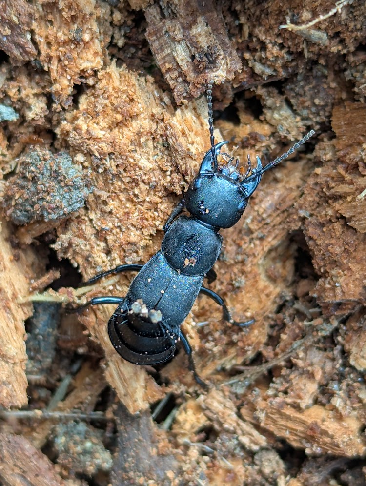 devils coach horse beetle