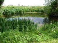 Farm pond