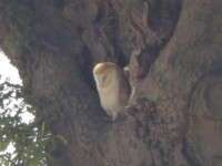 Barn owl
