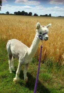 Sky the huacaya alpaca sky thunder