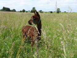 Fabian the suri alpaca
