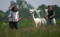 Walk with the alpacas