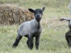 spring lamb