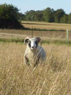 Aillig the Shetland ram