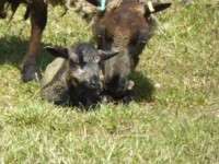 New Shetland  lamb