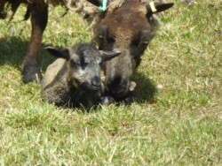 New Shetland  lamb