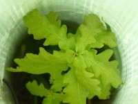 Oak tree sapling