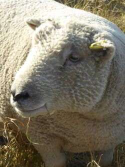 Bailey the southdown sheep