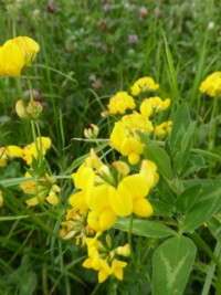 Birds foot trefoil
