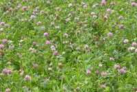 Clover mix