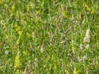 Grasses in the herbal ley