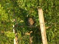 Little owl in the apple tree