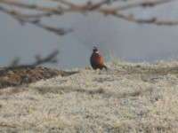 Pheasant in the frost