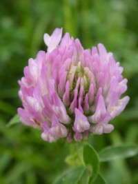 Clover head