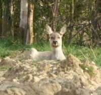 Roe deer