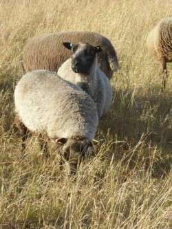 Shetland sheep