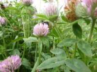 Under the clover
