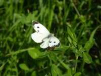Small white butterfly