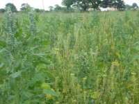 Winter bird seed mix