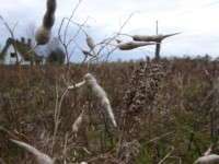 Winter bird seed pods