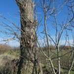 Wind blown tree sending up new growth winter tree planting