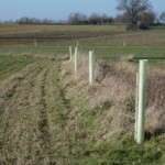 New trees from the Woodland Trust winter tree planting