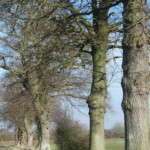 Lower branches have been removed to avoid damage to and from farm machinery winter tree planting