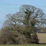 Beautiful old oak next to a farm pond. winter tree planting