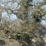 Old oak sheltering a corner of the field winter tree planting