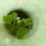 2019 sapling in the summer winter tree planting